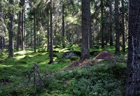 Storvretaskogen